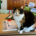 Catteries in Hanchurch – the Perfect Place for Your Feline Friend’s Holiday