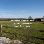 Catteries in Ellesmere Port: Your Pet’s Best Home Away from Home