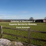 Catteries in Werrington: A Superior Service by Blakeley Farm Kennels