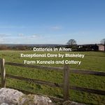 Catteries in Alton: Exceptional Care by Blakeley Farm Kennels and Cattery