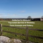 Catteries in Uttoexter: Top-notch Service at Blakeley Farm Kennels and Cattery
