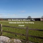 Car Boarding in Uttoxeter: The Ultimate Care for Your Furry Friend