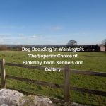 Dog Boarding in Werrington: The Superior Choice at Blakeley Farm Kennels and Cattery