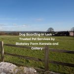 Dog Boarding in Leek – Trusted Pet Services by Blakeley Farm Kennels and Cattery