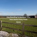 Dog Boarding in Cauldon: Your Pet’s Home Away From Home