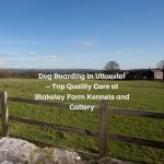 Dog Boarding in Uttoexter – Top Quality Care at Blakeley Farm Kennels and Cattery