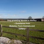 Dog grooming service in Hanley – Excellence from Blakeley Farm Kennels and Cattery